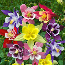 Bulbi de Caldaruse Aquilegia "McKanna Hybrids", Culori Mixt, 3 Radacini  la ghiveci