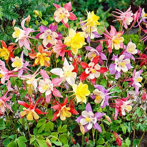 Bulbi de Căldărușe Aquilegia "McKanna Hybrids", Culori Mixt, 10 bucati