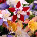 Bulbi de Caldaruse Aquilegia "McKanna Hybrids'', Culori Mixt, 10 bucati