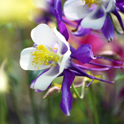Bulbi de Caldaruse Aquilegia "McKanna Hybrids", Culori Mixt, 3 Radacini  la ghiveci