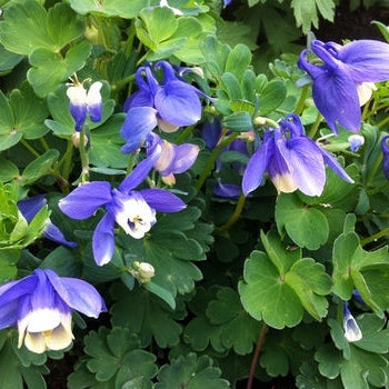 Bulbi de Caldaruse Aquilegia "Ministar", 1 Bucata la ghiveci