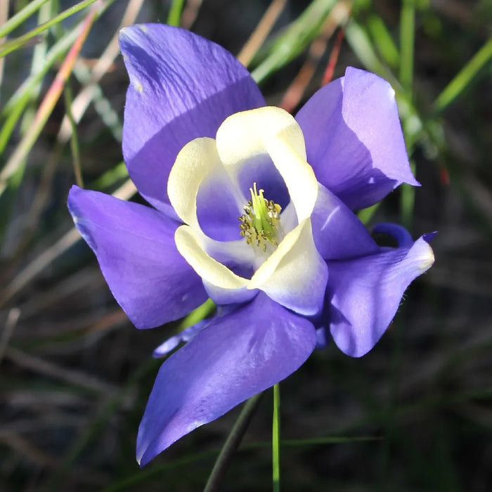 Bulbi de Caldaruse Aquilegia "Ministar", 1 Bucata