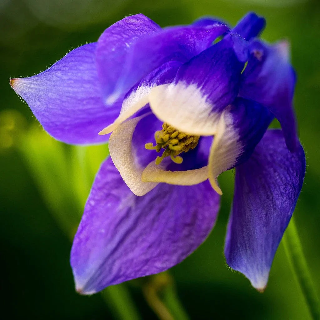 Bulbi de Căldărușe Aquilegia "Ministar", 2 bucati