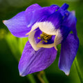 Bulbi de Căldărușe Aquilegia "Ministar", 2 bucati