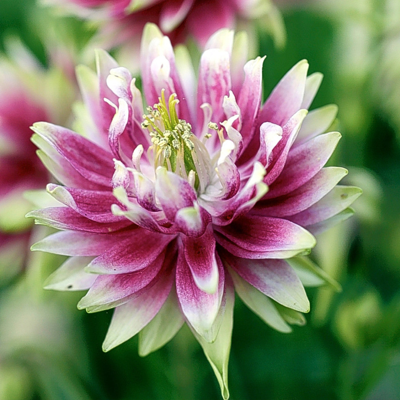 Bulbi de Caldaruse Aquilegia "Nora Barlow", 1 Bucata la ghiveci