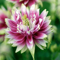 Bulbi de Căldărușe Aquilegia "Nora Barlow", 2 bucati