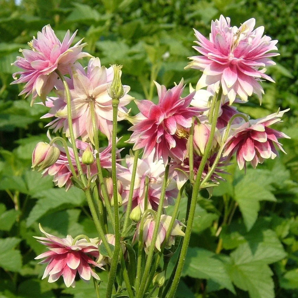 Bulbi de Căldărușe Aquilegia "Nora Barlow", 2 bucati