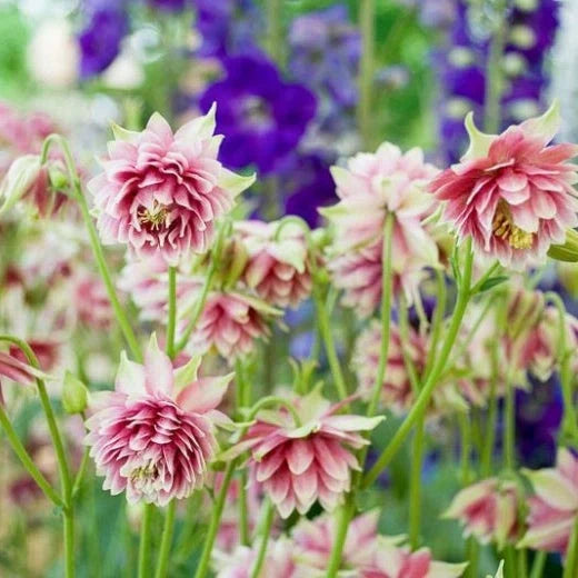 Bulbi de Căldărușe Aquilegia "Nora Barlow", 2 bucati