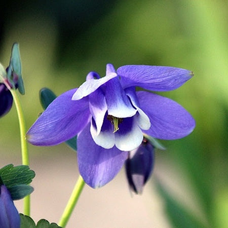 Bulbi de Caldaruse Aquilegia "Spring Magic Navy and White", 1 Bucata la ghiveci