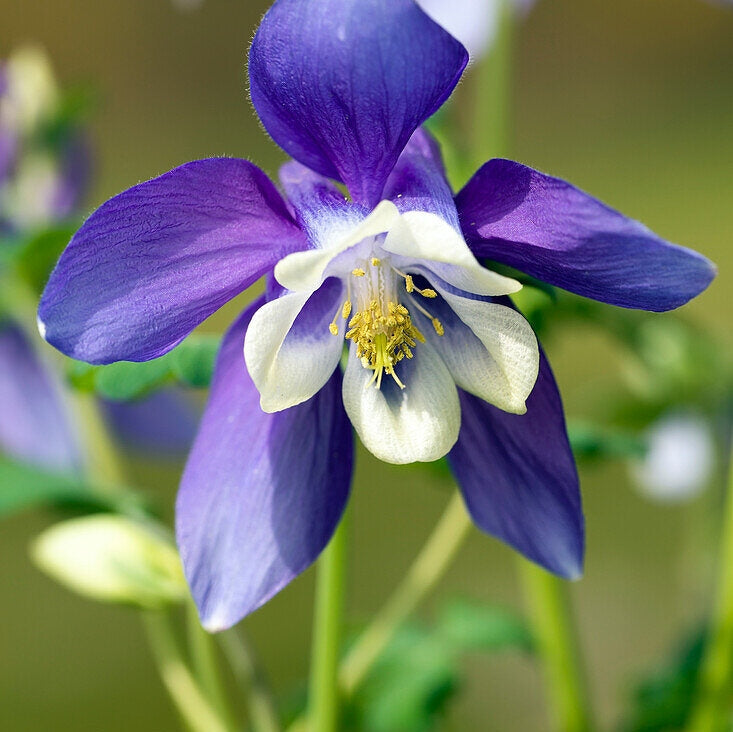 Bulbi de Caldaruse Aquilegia "Spring Magic Navy and White", 1 Bucata la ghiveci