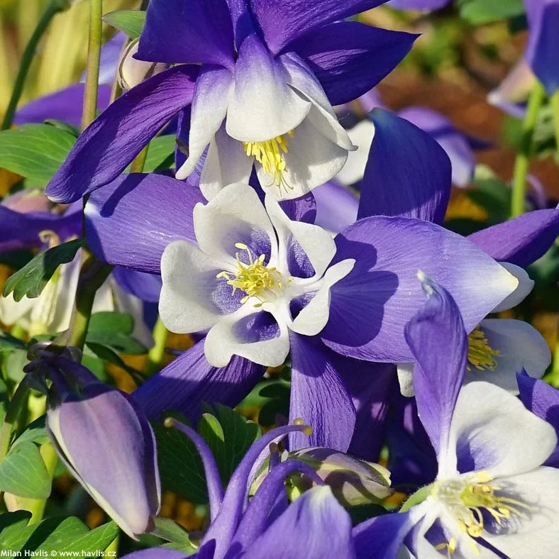 Bulbi de Căldărușe Aquilegia "Spring Magic Navy and White", 2 bucati