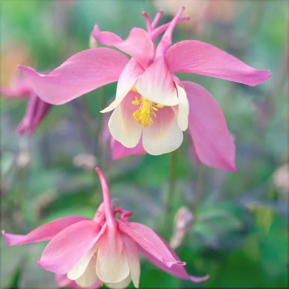 Bulbi de Caldaruse Aquilegia "Spring Magic Rose Ivory", 1 Bucata la ghiveci