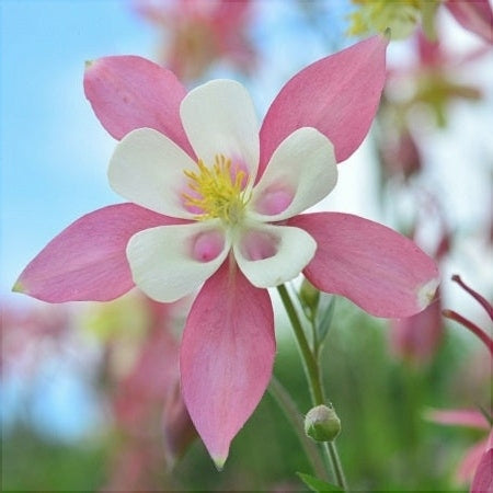 Bulbi de Caldaruse Aquilegia "Spring Magic Rose Ivory", 1 Bucata la ghiveci