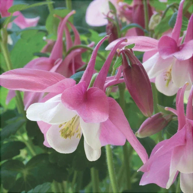 Bulbi de Caldaruse Aquilegia "Spring Magic Rose Ivory", 1 Bucata la ghiveci