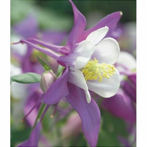 Bulbi de Caldaruse Aquilegia "Swan Lavender", 1 Bucata la ghiveci
