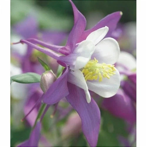 Bulbi de Căldărușe Aquilegia "Swan Lavender", 2 bucati