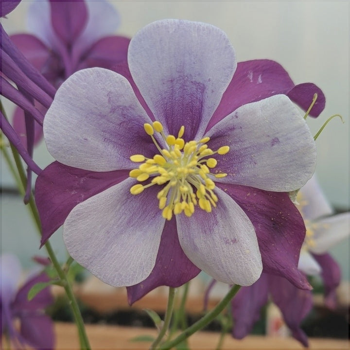 Bulbi de Caldaruse Aquilegia "Swan Lavender", 1 Bucata la ghiveci