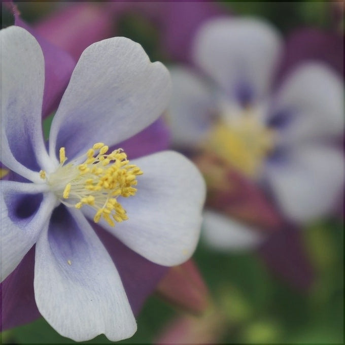 Bulbi de Caldaruse Aquilegia "Swan Lavender", 1 Bucata la ghiveci