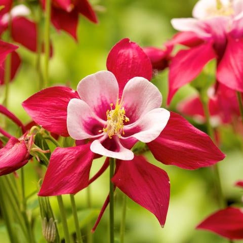 Bulbi de Caldaruse Aquilegia "Swan Red and White", 1 Bucata la ghiveci