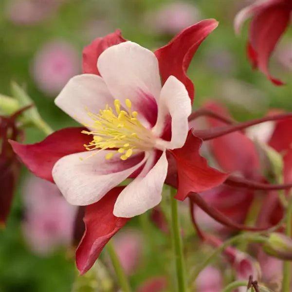 Bulbi de Caldaruse Aquilegia "Swan Red and White", 1 Bucata la ghiveci