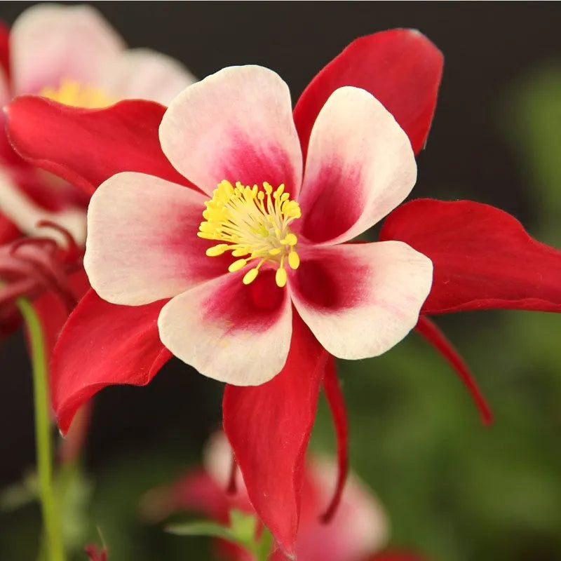 Bulbi de Caldaruse Aquilegia "Swan Red and White", 1 Bucata la ghiveci