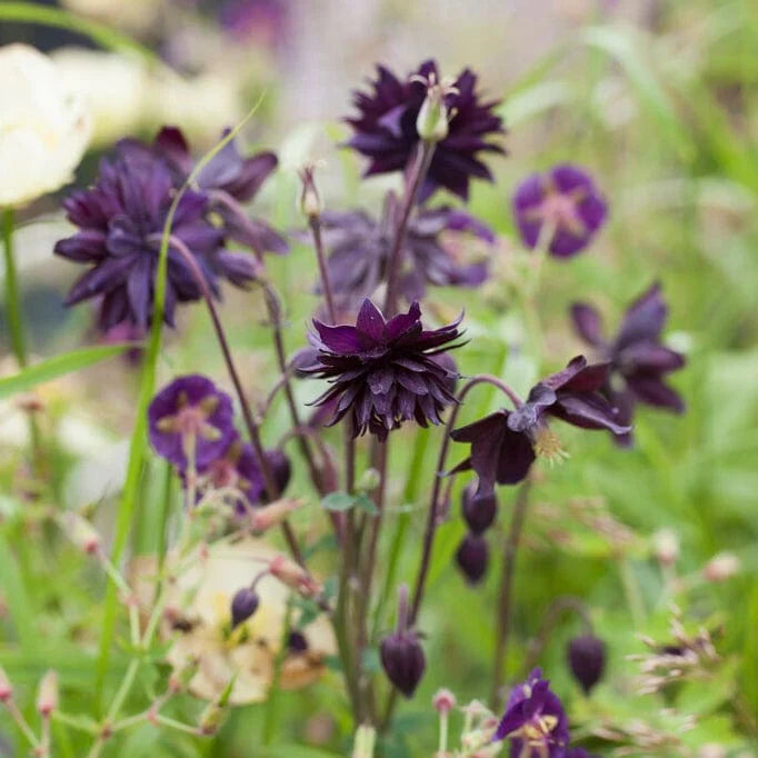 Bulbi de Caldaruse Aquilegia "Vulgaris Black Barlow", 1 Bucata la ghiveci