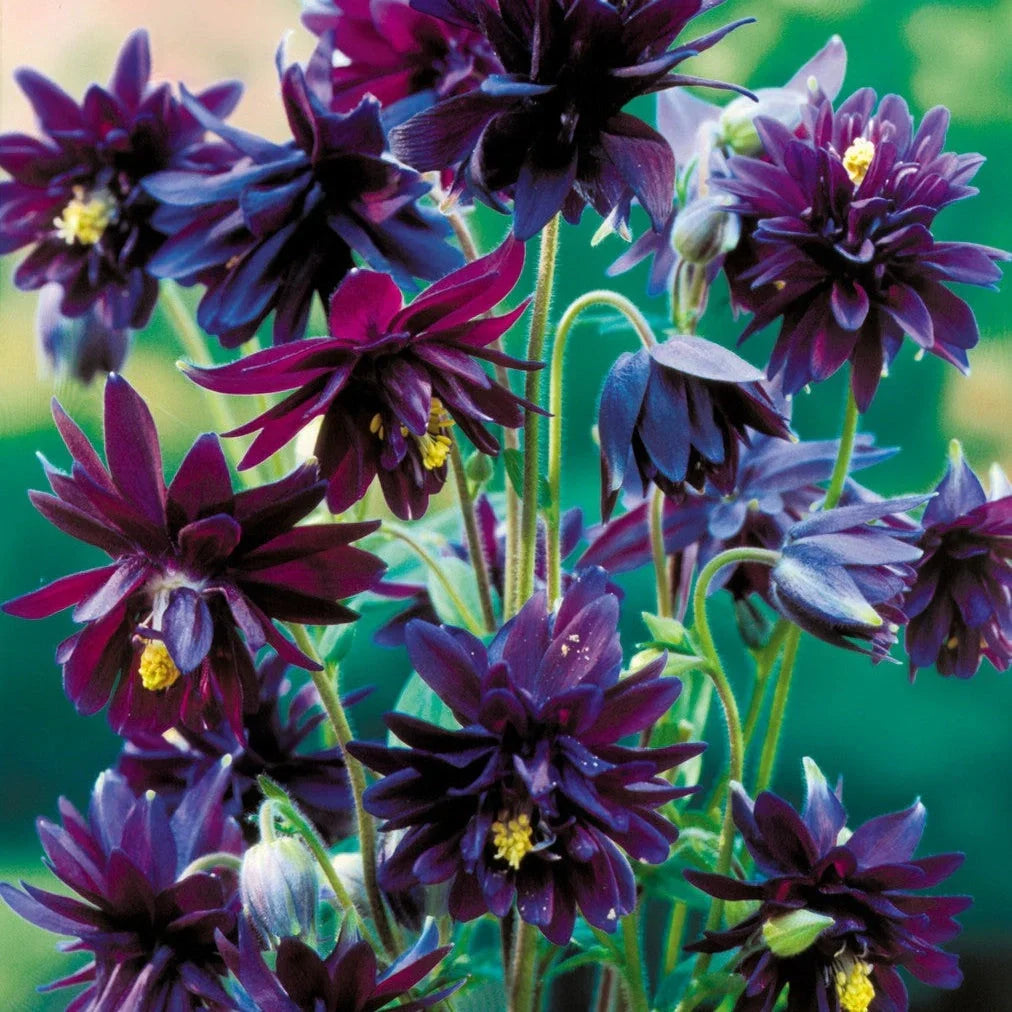 Bulbi de Căldărușe Aquilegia "Vulgaris Black Barlow", 2 bucati