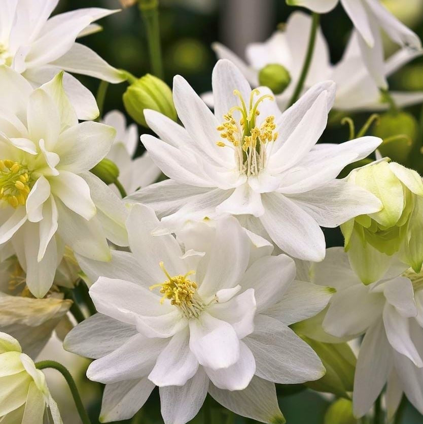 Bulbi de Caldaruse Aquilegia "White Barlow Vulgaris I", 1 Bucata la ghiveci