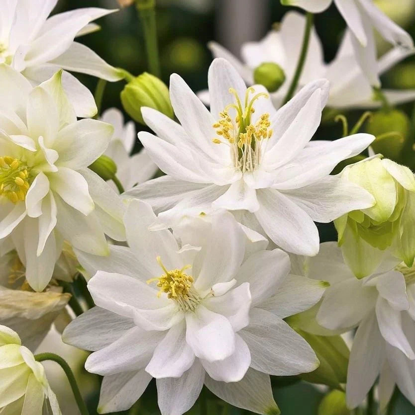 Bulbi de Căldărușe Aquilegia "White Barlow Vulgaris I", 2 bucati