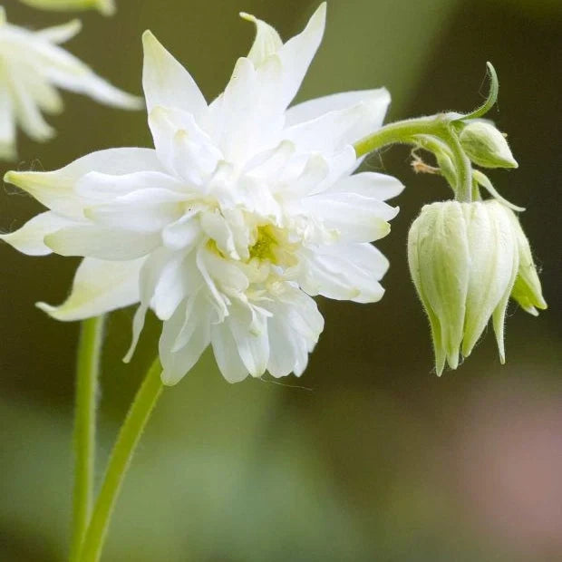 Bulbi de Căldărușe Aquilegia "White Barlow Vulgaris I", 2 bucati