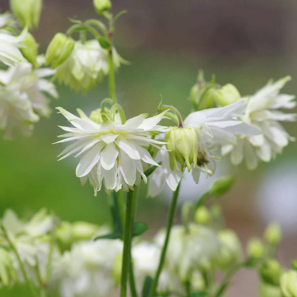 Bulbi de Caldaruse Aquilegia "White Barlow Vulgaris I", 1 Bucata la ghiveci