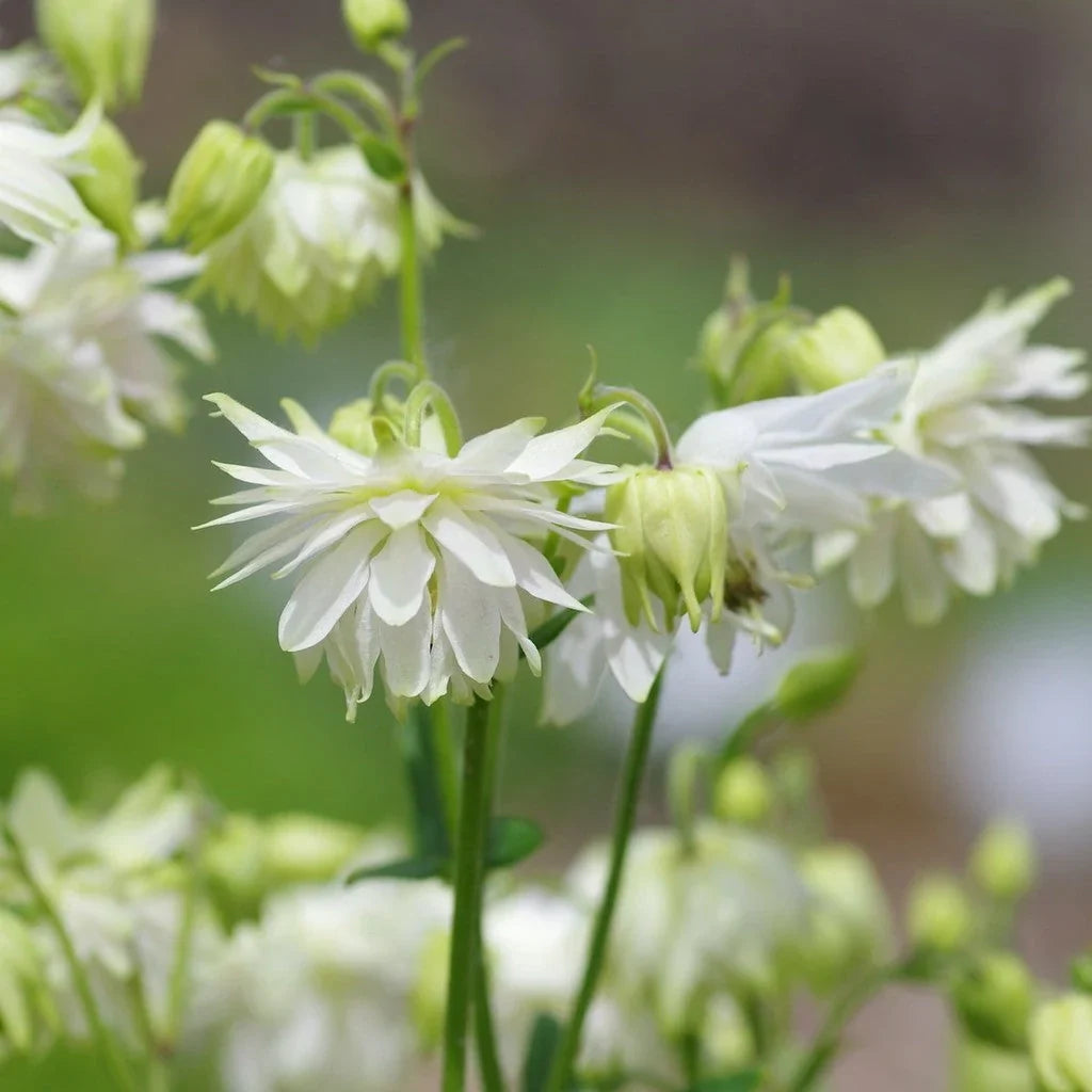 Bulbi de Căldărușe Aquilegia "White Barlow Vulgaris I", 2 bucati