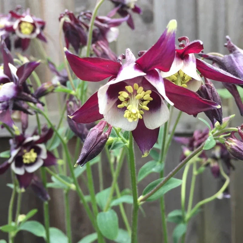 Bulbi de Căldărușe Aquilegia "William Guiness", 2 bucati