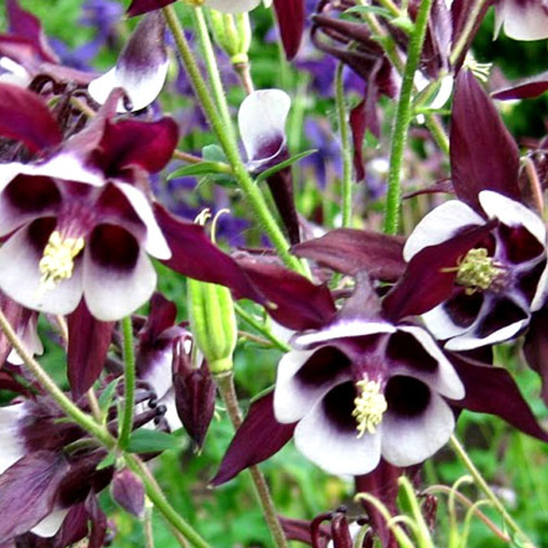 Bulbi de Caldaruse Aquilegia "William Guiness", 1 Bucata