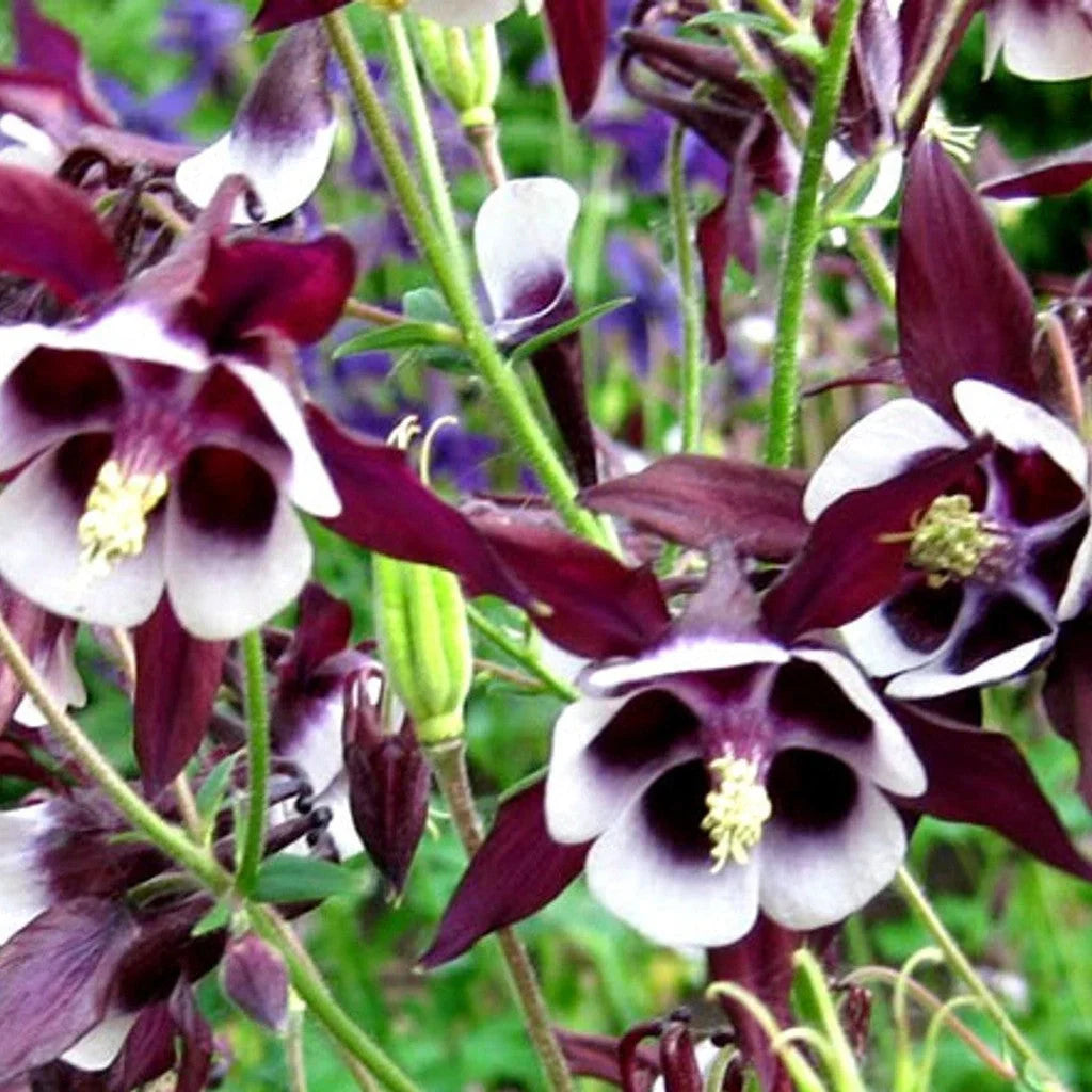 Bulbi de Căldărușe Aquilegia "William Guiness", 2 bucati