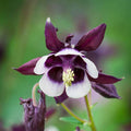 Bulbi de Căldărușe Aquilegia "William Guiness", 2 bucati