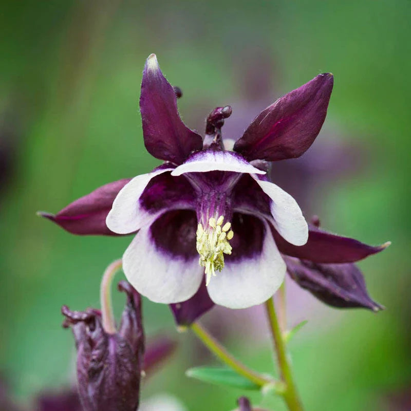 Bulbi de Căldărușe Aquilegia "William Guiness", 2 bucati