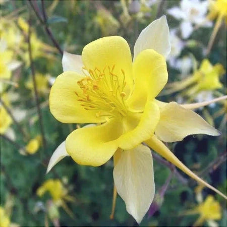 Bulbi de Caldaruse, Galbene, 1 Bucata la ghiveci