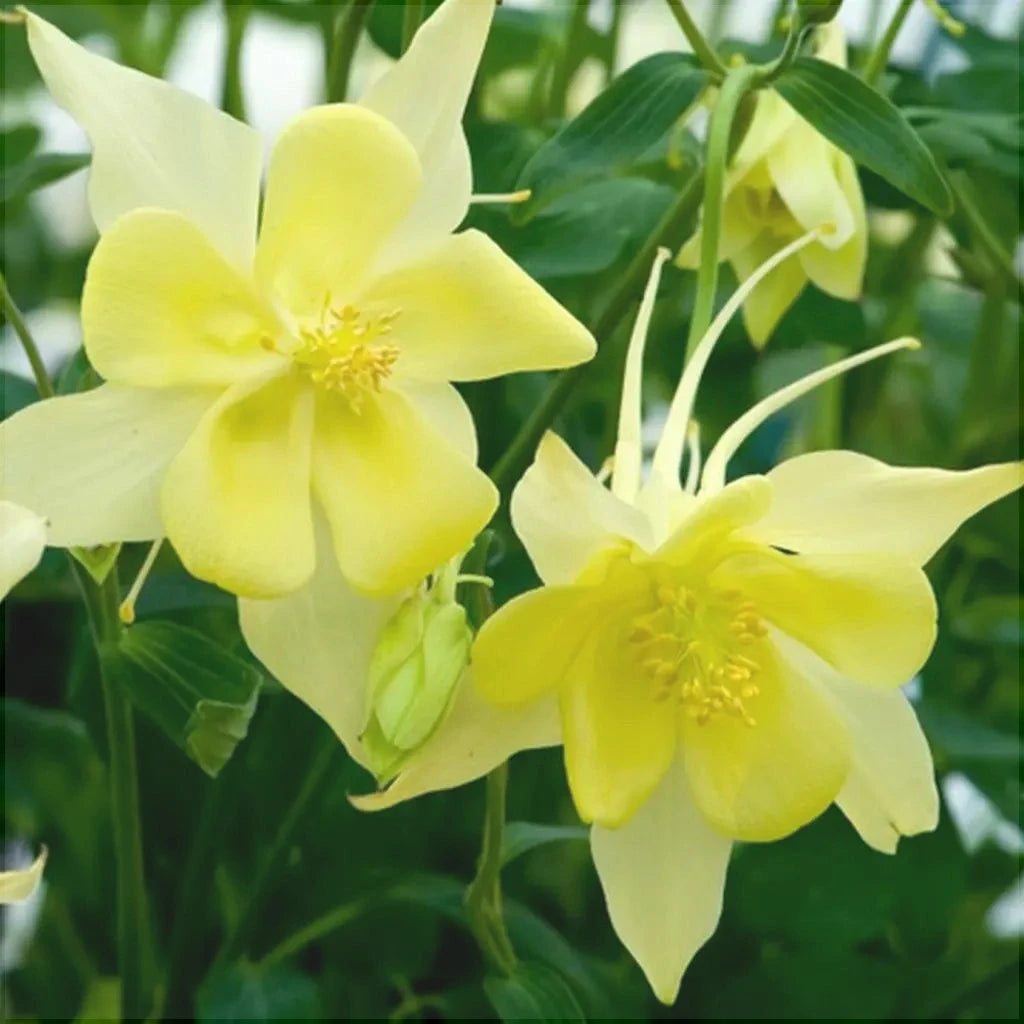 Bulbi de Caldaruse, Galbene, 1 Bucata la ghiveci