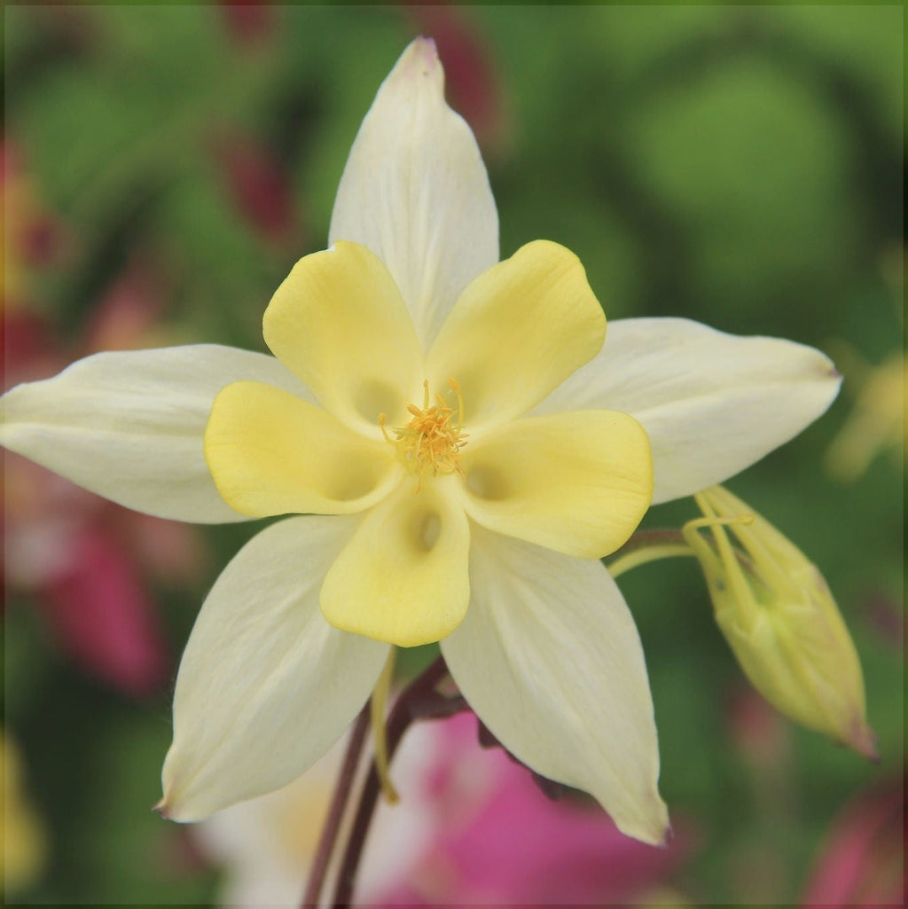 Bulbi de Caldaruse, Galbene, 1 Bucata la ghiveci