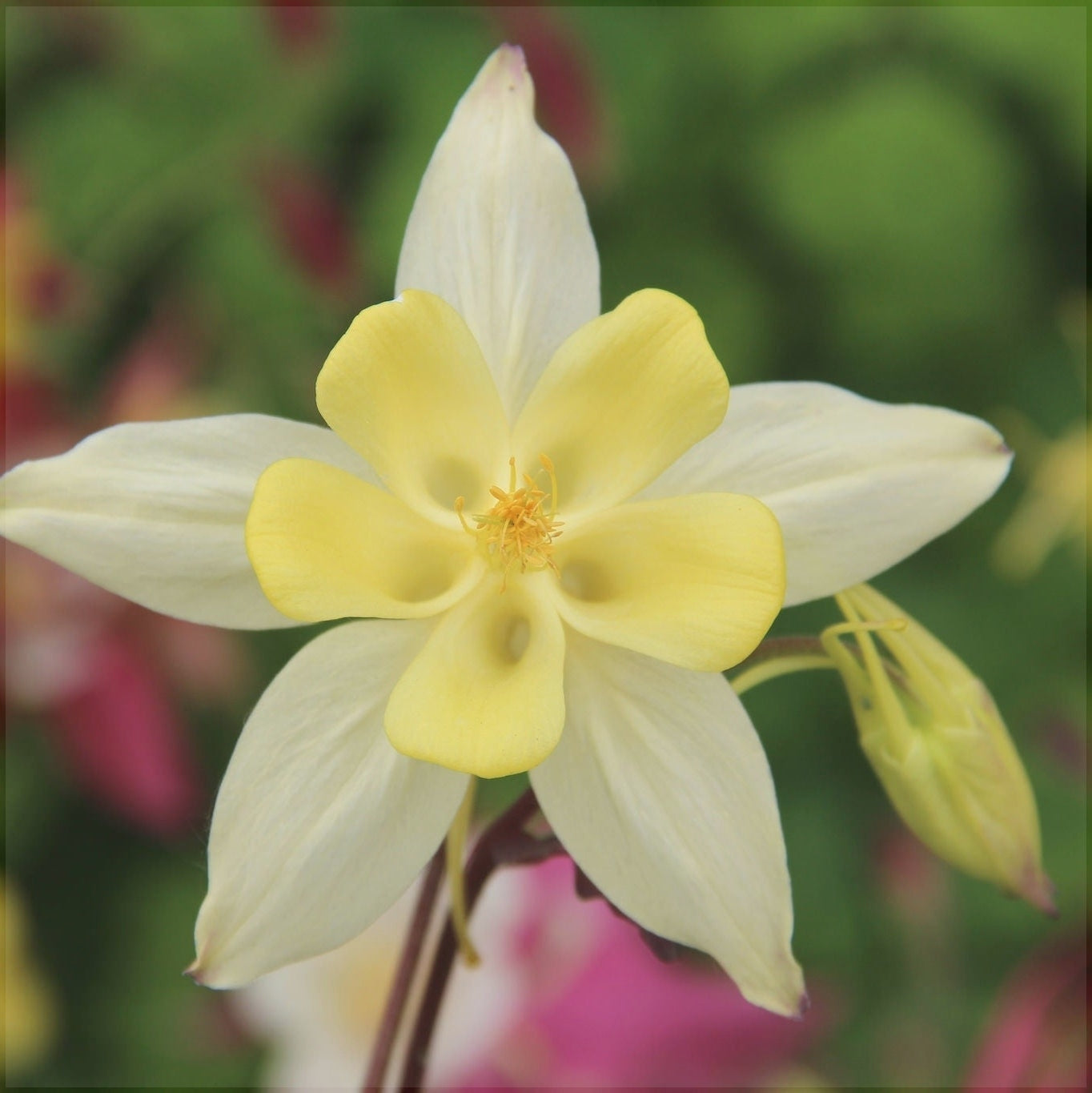 Bulbi de Caldaruse, Galbene, 1 Bucata la ghiveci