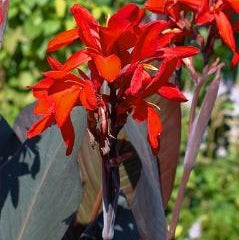 Bulbi de Canna "Corail", 1 Bucata