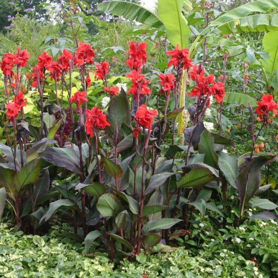Bulbi de Canna "Montaigne", 1 Bucata
