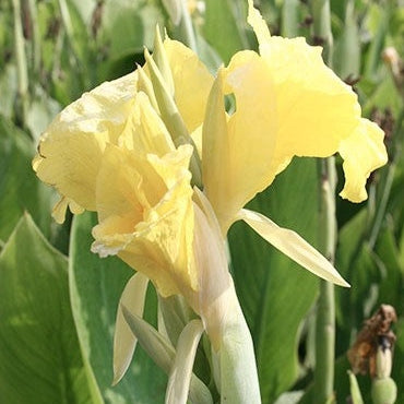Bulbi de Canna "Puck", 1 Bucata