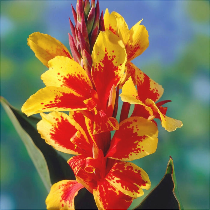 Bulbi de Canna "Reigne Charlotte", 1 Bucata