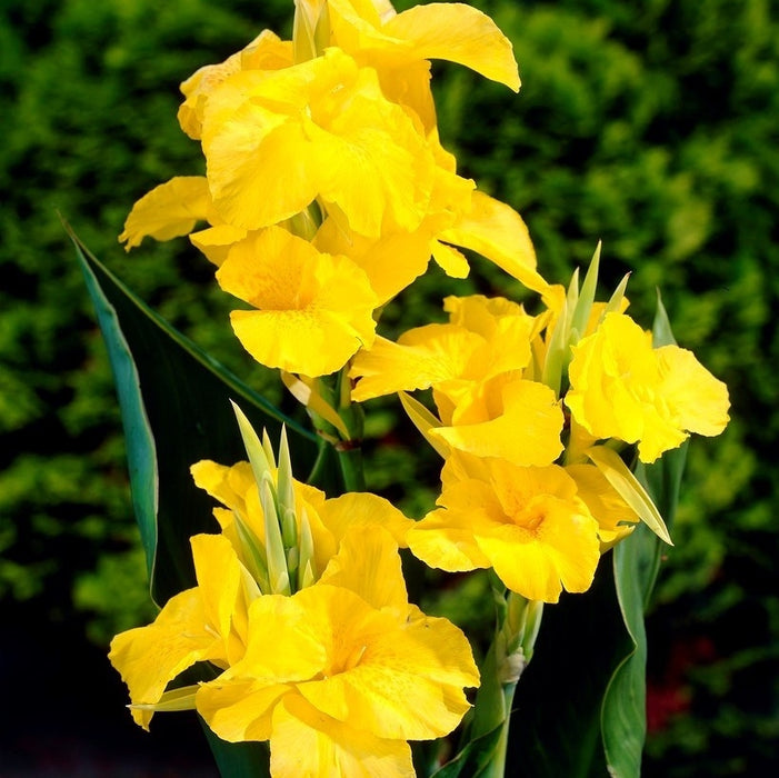 Bulbi de Canna "Richard Wallace", Galben, 1 Bucata