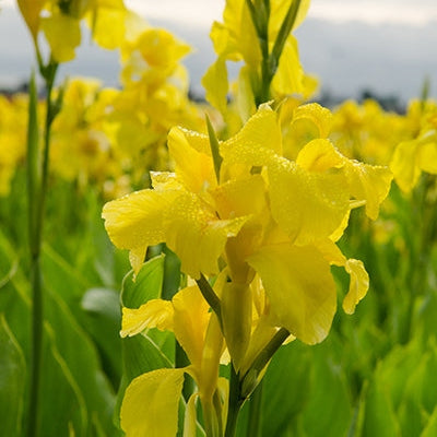 Bulbi de Canna "Richard Wallace", Galben, 1 Bucata