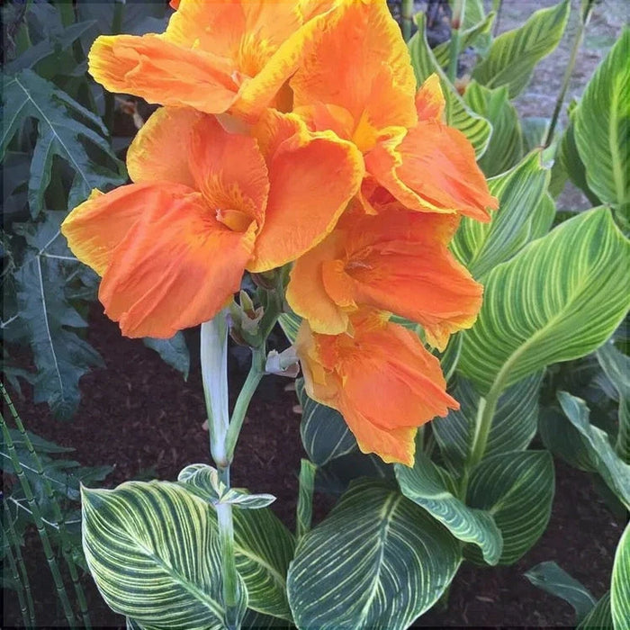 Bulbi de Canna "Striata", 1 Bucata