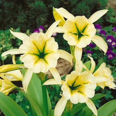 Bulbi de Crin "Paianjen Hymenocalis Festalis Sulphur Queen", 1 Bucata