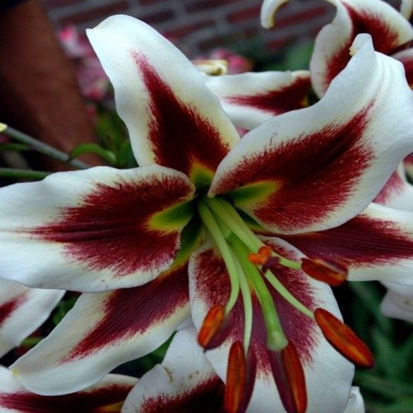 Bulbi de Crini - Beverly Dreams - 2 buc - Regatul Plantelor